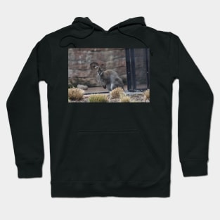 Wallaby Hoodie